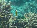 Similan (89)